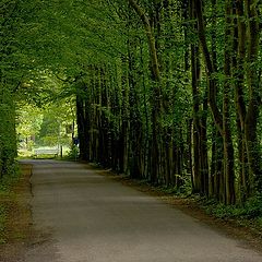 фото "green tunnel"