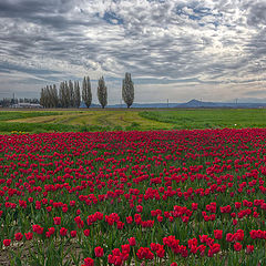 photo "Gloomy evening"