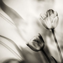 photo "tulip IV"