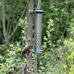 photo "Gatecrashers in the bird's dining room."