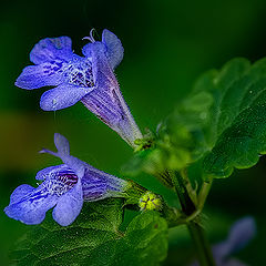photo "***"