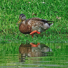 photo "I'll walk on water"