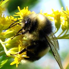 photo "bumblebee"