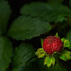 photo "***"