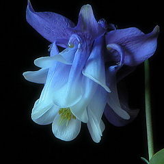 photo "aquilegia"