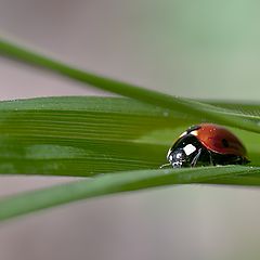 фото "божья коровка"