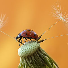 photo "макро ,божья коровка"