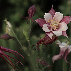 фото "Red Hobbit"