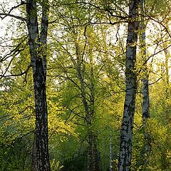 фото "В вечернем свете"