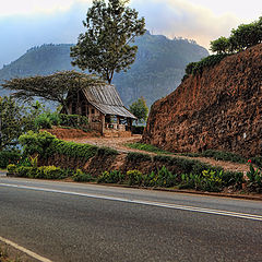 фото "Sri-Lanka"