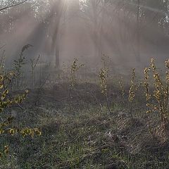 фото "лучистое утро"