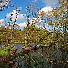 фото "Jutland Wilderness"