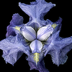 фото "Iris kampfaeri"