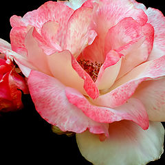 фото ""Another Rose...""