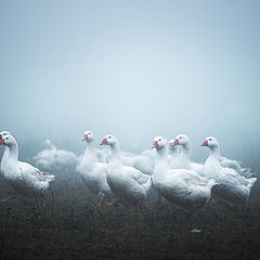 photo "geese"