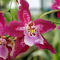 photo "The beauty of the Orchid"