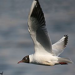 фото "Flying gull"