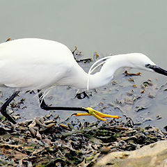 photo ""The White Heron Hunter...""