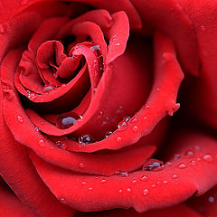 photo "Red rose"
