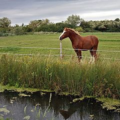 фото "Рядом водица, но не напиться..."