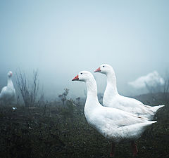 photo "geese II"