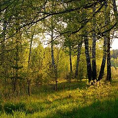 фото "Золотой закат"