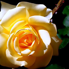 фото ""A Yellow Rose...""