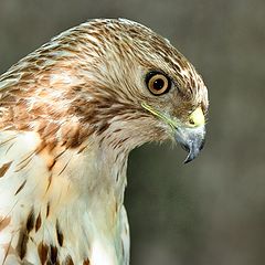 photo "Red-tailed hawk"