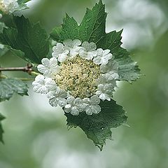 photo "Snowball tree"