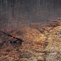 photo "The Road Less Traveled"