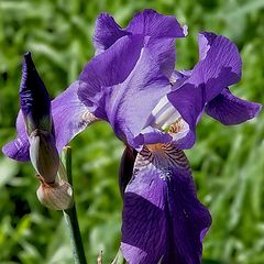 photo "Iris"