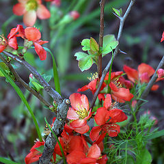 photo "Chaenomele s japonica - 2"