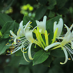 photo "Honeysuckle before bedtime"