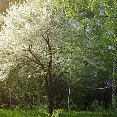 фото "пора цветения"