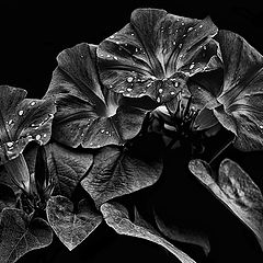 фото "Morning glory"