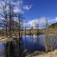 фото "Весна"