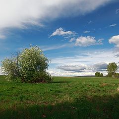 фото "Черемуховый куст"