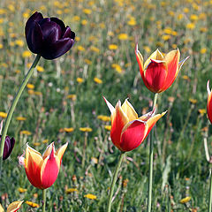 photo "Black tulip"