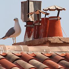 photo "on the roof"