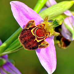 фото "Wild orchid - (Ophrys apifera)"