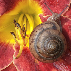 фото "SNAIL ON LILY"