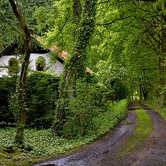 photo "green oasis"