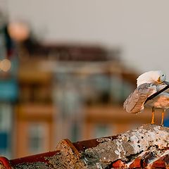 photo "Smiling Seagul"