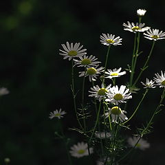 фото "Rамашки"