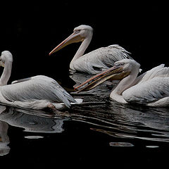 photo "pelicans"