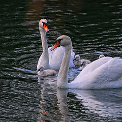 фото "Family"