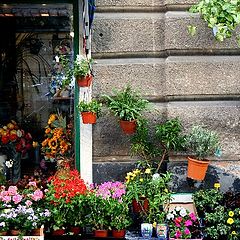 photo "selling flowers"