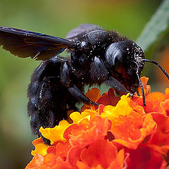 photo "Hornet di Sardi"