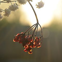 фото "Цвета янтаря"