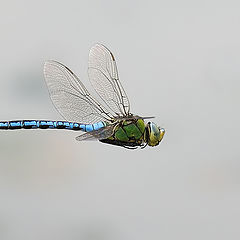 photo "Anax imperator"